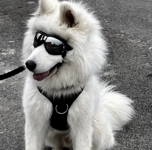 UV Protection Reflective Outdoor Pet Glasses