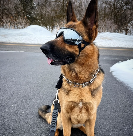 UV Protection Reflective Outdoor Pet Glasses